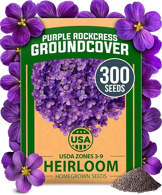 HOME GROWN 𝗨𝗦𝗔 𝗣𝗥𝗘𝗠𝗜𝗨𝗠 Aubrieta Rock Cress Purple, Flowering Ground Cover Seed Pack, Perennial Cress Seeds for Planting Outdoor Lawn Gardens 300 𝗡𝗢𝗡-𝗚𝗠𝗢 Aubrieta deltoidea Flower Seeds by GreenHaven Gardens