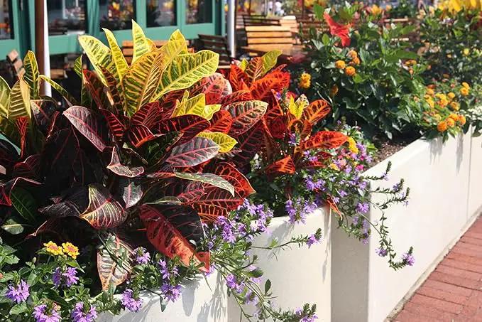 Assorted Foliage Potting Soil - All-Natural Blend for Thriving Diverse Foliage Displays - Enhances Nutrient Uptake - 10 Quart by GreenHaven Gardens