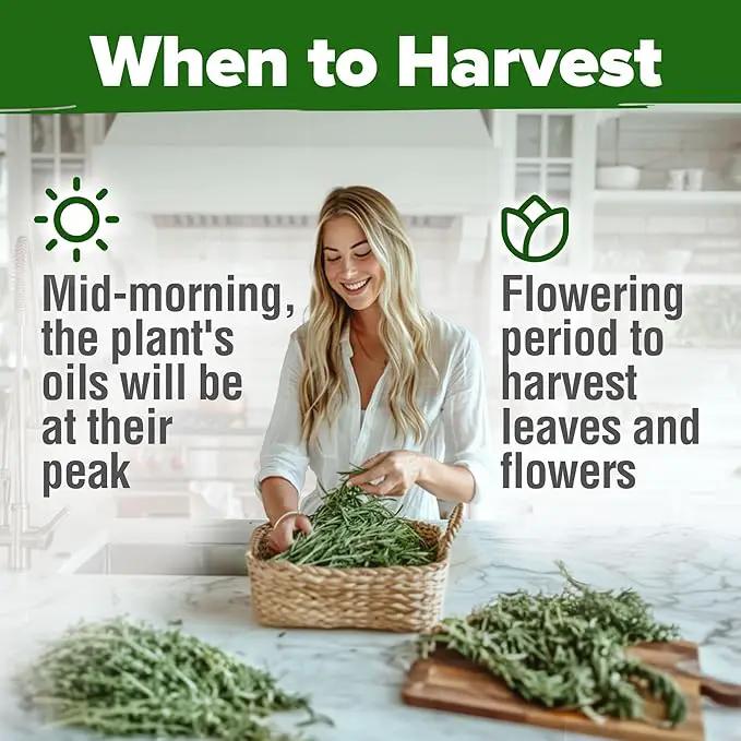 HOME GROWN 𝗨𝗦𝗔 𝗣𝗥𝗘𝗠𝗜𝗨𝗠 Rosemary Seeds Pack - 150 High Germinating 𝗡𝗢𝗡-𝗚𝗠𝗢 Heirloom Herb Seeds for Planting in Indoor or Outdoor Herb Gardens (Salvia rosmarinus) by GreenHaven Gardens
