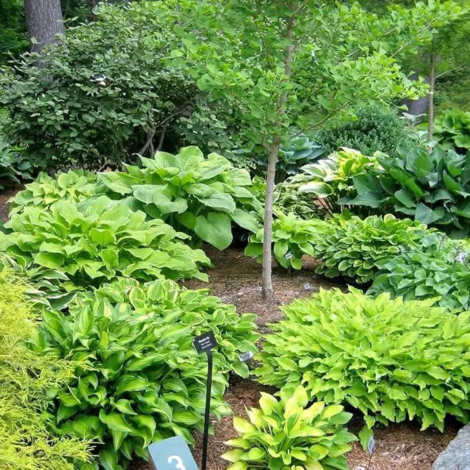Amazing Deal - 24 Hosta Bare Roots Plants w/Planting Shovel - Mixed Heart-Shaped, Rich Green Foliage, Attracts Butterflies, Hummingbirds & Pollinators, Low Maintenance & Extremely Hardy - Zones 3–9 by GreenHaven Gardens
