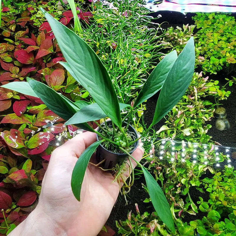 Anubias Live Aquarium Plants - Potted Freshwater Plant for Fish Tanks, Terrariums - Beginner Friendly Low Light (Glabra, 5 Pots) by GreenHaven Gardens