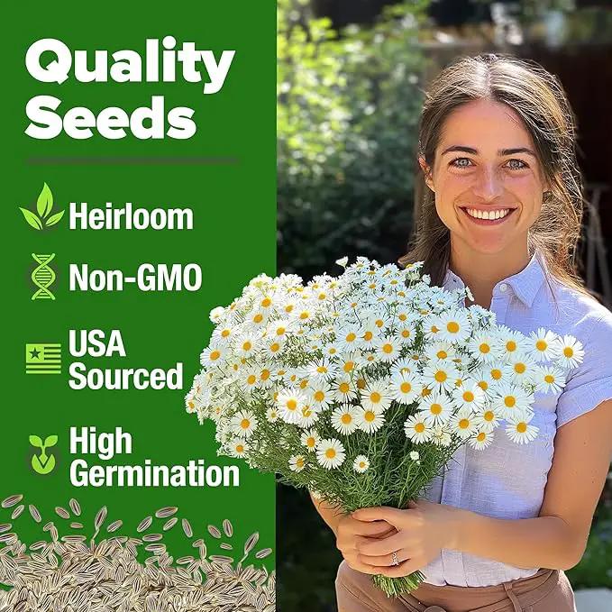 HOME GROWN 𝗨𝗦𝗔 𝗣𝗥𝗘𝗠𝗜𝗨𝗠 German Chamomile Seed Pack – 2,280 𝗡𝗢𝗡-𝗚𝗠𝗢 Heirloom Seeds for Planting for Sustainable Gardens and Soothing Medicinal Herbal Teas (Matricaria chamomilla) by GreenHaven Gardens
