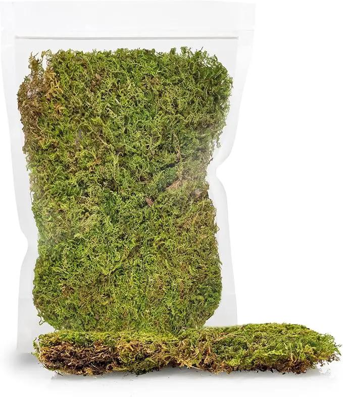 Preserved Sheet Moss in Natural Green | Decorative Real Natural Green DIY Kit Terrariums Gardenning Art Wall Decor Florist Decor Easter Table Decor Wedding - 5 Quart by GreenHaven Gardens