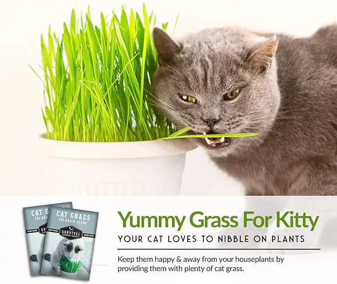Cat Grass Seed for Planting - Packet with Instructions to Plant & Grow Greens for Your Pet Indoors or Outdoors in a Container or Garden - Non-GMO Heirloom Variety - Survival Garden Seeds by GreenHaven Gardens