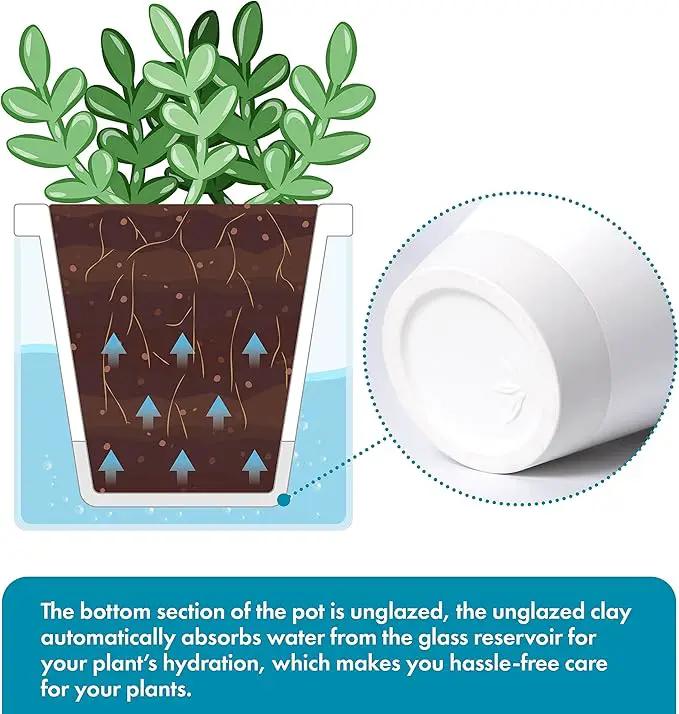 D'vine Dev 4 Inch Design Self Watering Planter for Indoor Plants, White Terracotta Pots with Cylinder Glass Cup, 37-X-A-2 by GreenHaven Gardens