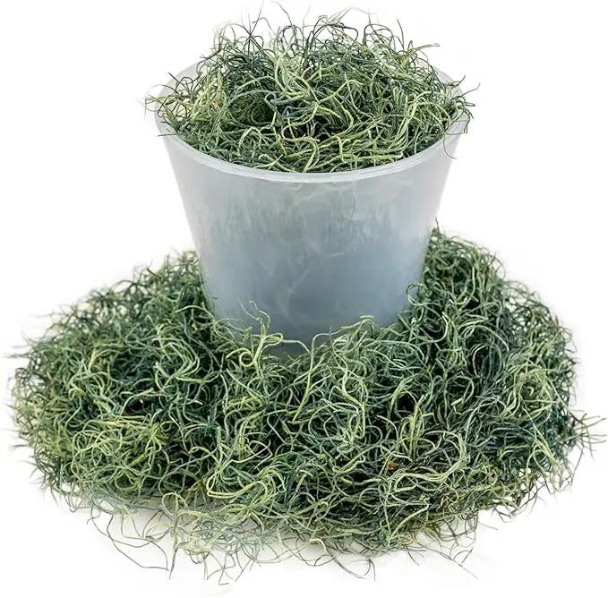 Premium Spanish Moss in Basil| Natural Preserved - Great Ground Cover - Filler for Potted Plants - by GARDENERA - 1 Quart Bag by GreenHaven Gardens