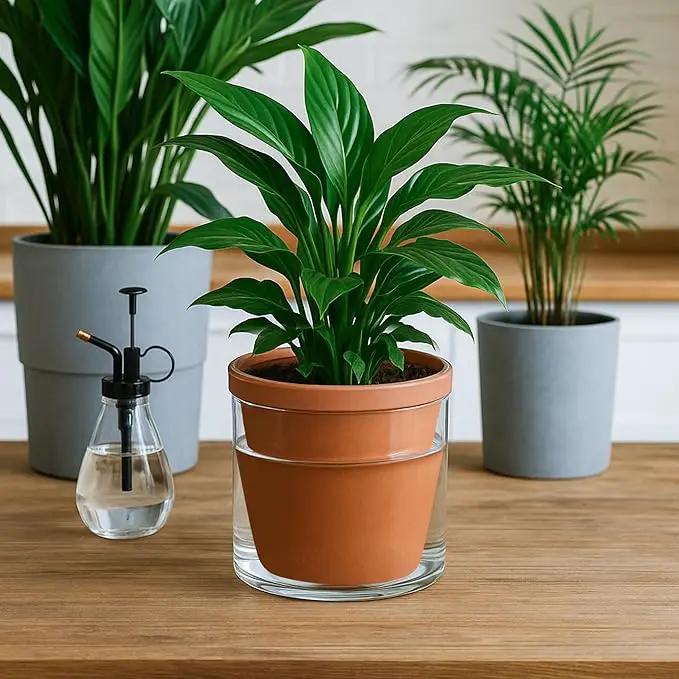 D'vine Dev 6 Inch Design Self Watering Pot for Indoor Plants, Terracotta Planter with Cylinder Glass Cup, Set of 2, 37-Y-B-1 by GreenHaven Gardens