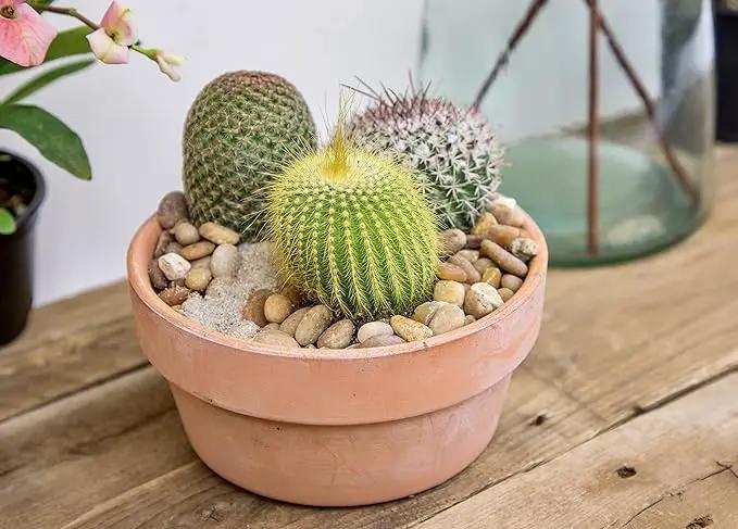 Altman Plants, Assorted Cactus Plants Live Cactus Decor (8PK), Cactus Plant Live Succulents Plants Live in Cactus Soil Potting Mix, Live Cacti Plants Live Succulent Plants Live Plants in Cactus Pot by GreenHaven Gardens