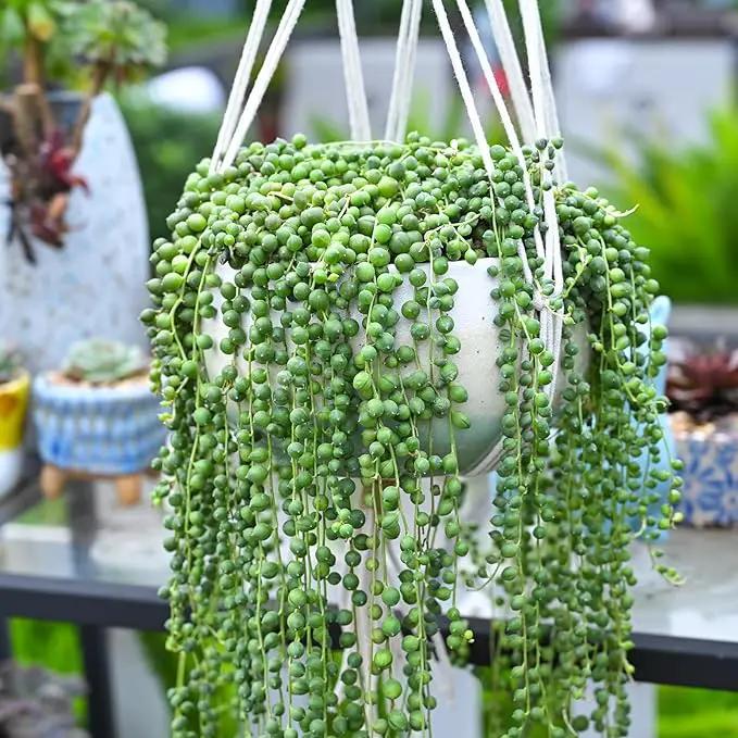 String of Pearls (4-inch), Succulents Plants Live, Succulent Plants Fully Rooted in Pots with Soil, Easy-Care House Plant for DIY, Home Office Decor, Wedding Party Favor by GreenHaven Gardens