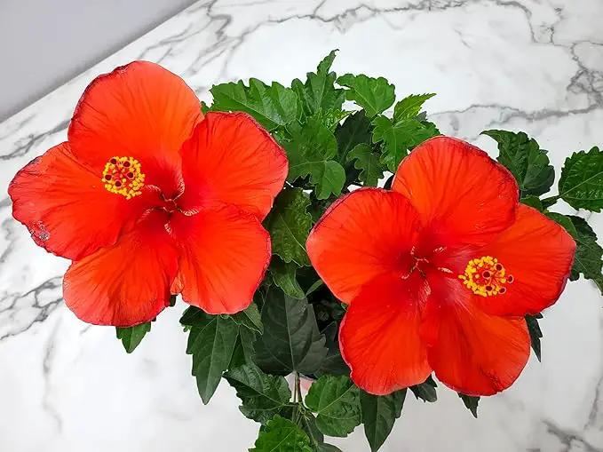 Tropical Plants of Florida - Red Hibiscus Bush Dwarf - Flowering Plants Live - 12" to 16" Overall Height - 1 Gallon Planter (Plant Only) by GreenHaven Gardens