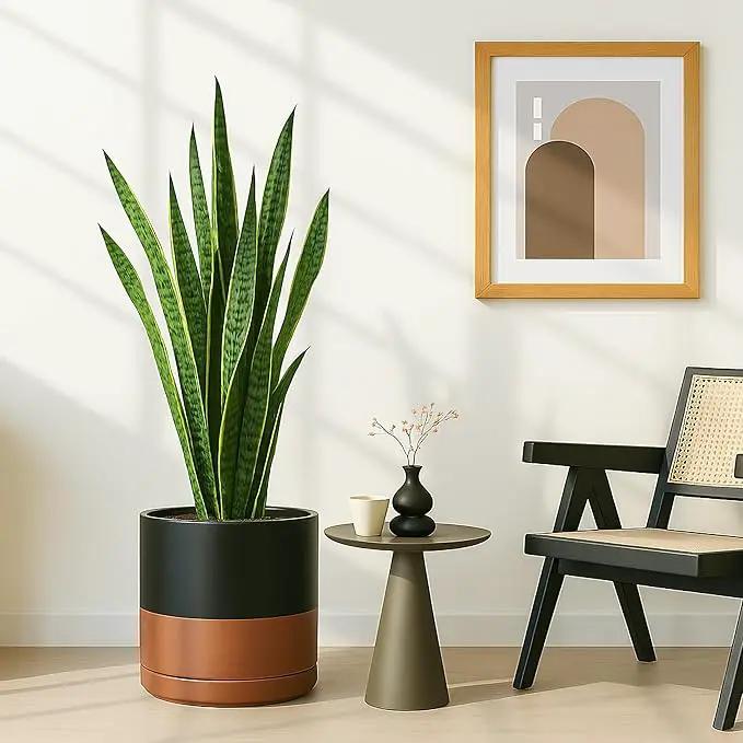 D'vine Dev 12 Inch Ceramic Planter Pot with Drainage Hole and Saucer, Indoor Cylinder Round Planter Pot, Black/Speckled Tan, 94-O-F-7 by GreenHaven Gardens