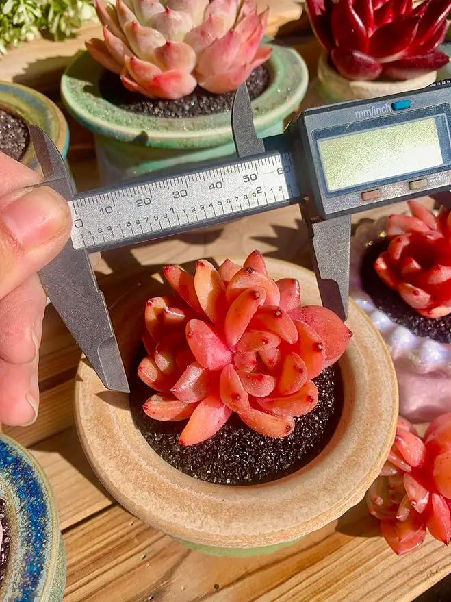 FWPP Echeveria Champagne Rare Live Succulent Plants, Wine 2.5 inches Live Plants Indoor,Bare Root Without Pot Soil,Desk Wedding Baby Shower Decoration Friend Plant Lover Gift by GreenHaven Gardens
