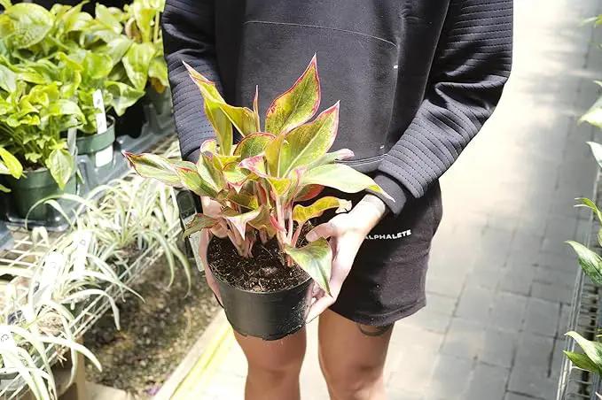 Premium Aglaonema Plant Soil Mix by Gardenera - Stimulate Growth and Elevate Leaf Color with Nourishing Formula - 5 Quart by GreenHaven Gardens