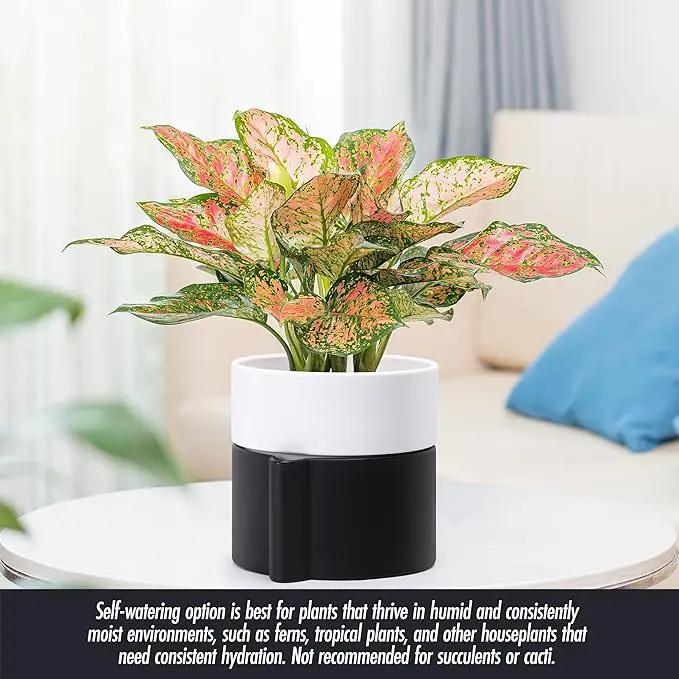 Phoenix Vine 6.5 Inch Self-Watering Planter Pot with Terracotta Insert, Deep Water Reservoir, and Ceramic-Alike BPA-Free Plastic Pot for Plant, Modern Planter for Houseplants, Black/White, 53-C-S-7 by GreenHaven Gardens