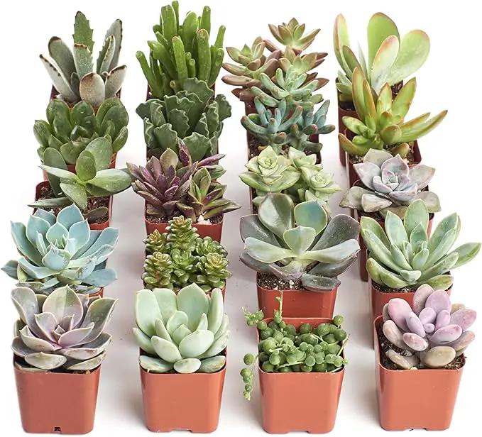 Shop Succulents Unique Succulent Plant Pack Collection - Live Mini Succulent Plants, Low Maintenance, Exceptional Colors & Textures - Wedding and Party Favors, Gift & Garden, Pack of 20 by GreenHaven Gardens