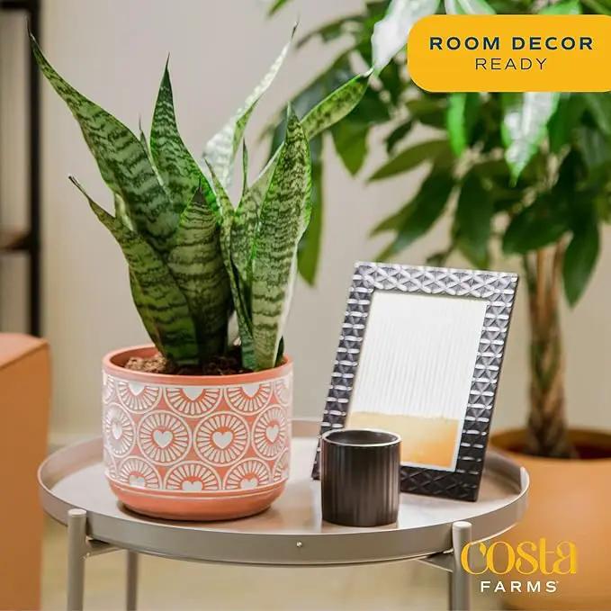 Costa Farms Snake, Sansevieria Mother-In-Law's Tongue in Mid-Century Modern Planter Stand Fits on Floor/Tabletops, Live Indoor Plant, 12-Inch Tall, Grower's Choice by GreenHaven Gardens