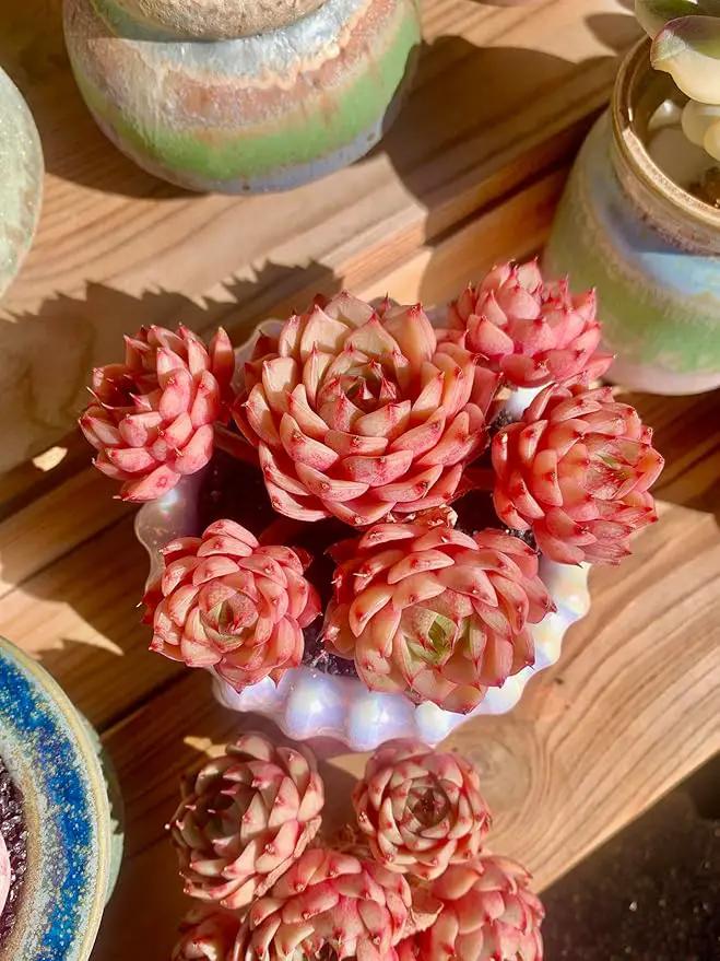 Echeveria Ben Badis Rare Live Succulent Plants, Red 4-5 Heads 3" Live Plant, Package Without Pot & Soil, Garden Indoor Office Desk, Wedding Party Baby Shower Decoration, Friend Plant Lovers Gifts by GreenHaven Gardens