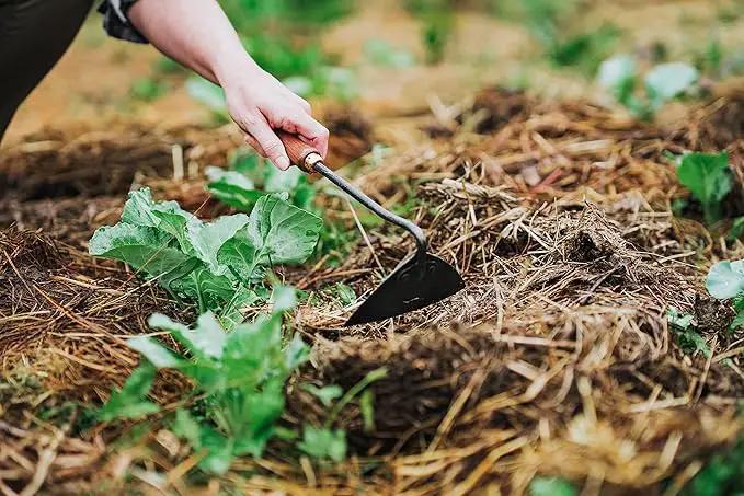 Barebones Triangle Hoe - Stainless Steel Hoe - Japanese Gardening Tools for Weeding, Long Handle and Hand Hoe (Walnut/Black) by GreenHaven Gardens