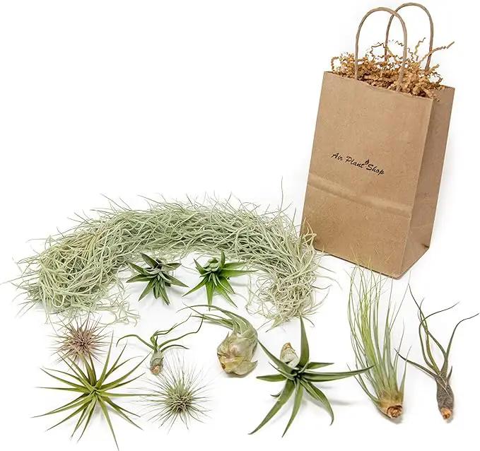 10 Pack Grab Bag Air Plants Gift Wrapped with Tillandsia Usneiodes Spanish Moss - Live Tillandsia - Easy Care House Plant - Succulents - 30 Day Guarantee by GreenHaven Gardens