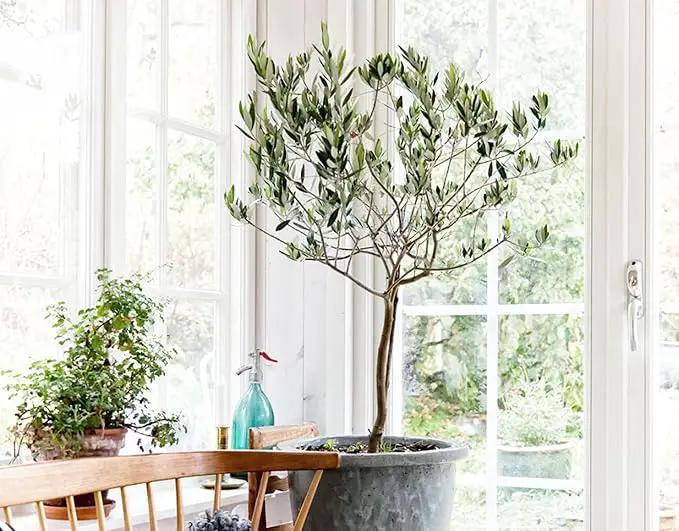 Premium Olive Tree Potting Mix - Perfect Balance of Air, Moisture, and Nutrients - 1 Quart by GreenHaven Gardens