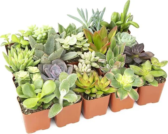 Altman Plants Live Succulents (20 Pack) & Live Pothos Plants (4PK) Indoor House Plants by GreenHaven Gardens
