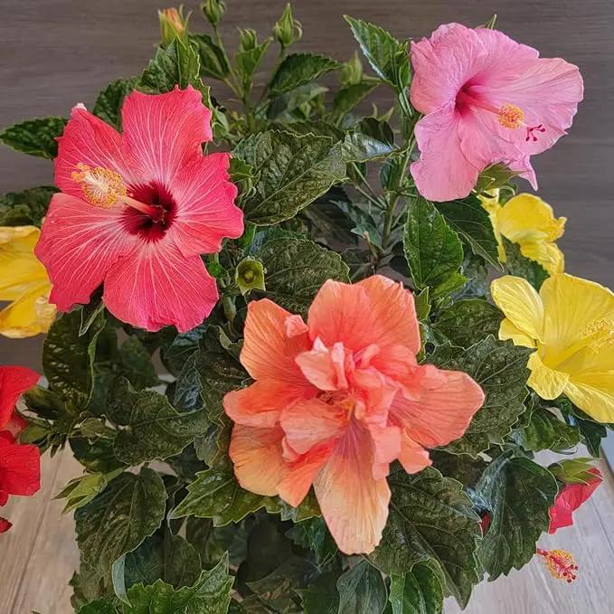 Tropical Plants of Florida Live Hibiscus Bush – Mystery Multi-Color Flowering Shrub in 3 Gallon Pot, 24 to 28” Tall – 2 to 3 Mixed Bloom Colors, Outdoor Tropical Garden Plant by GreenHaven Gardens