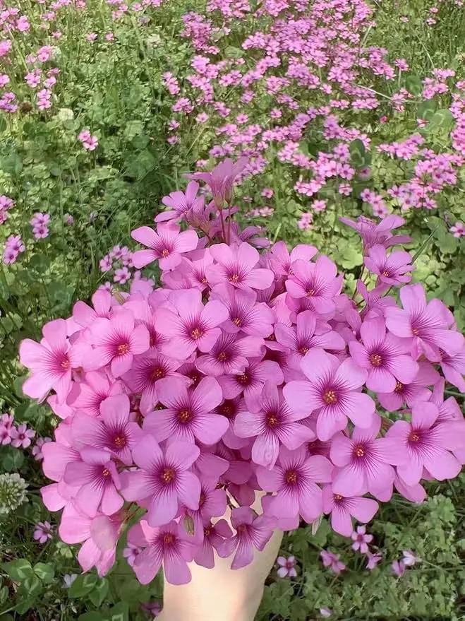 24 Pack Iron Cross Shamrock Plant Bulbs, Live Oxalis Bulbs for Indoor Outdoor Gardens, Year-Round Perennial Lucky Shamrock Plants Live in Pots Home Decor by GreenHaven Gardens