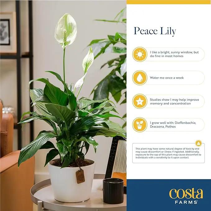 Costa Farms Spathiphyllum Peace Lily Live Indoor Plant, 3-Foot by GreenHaven Gardens