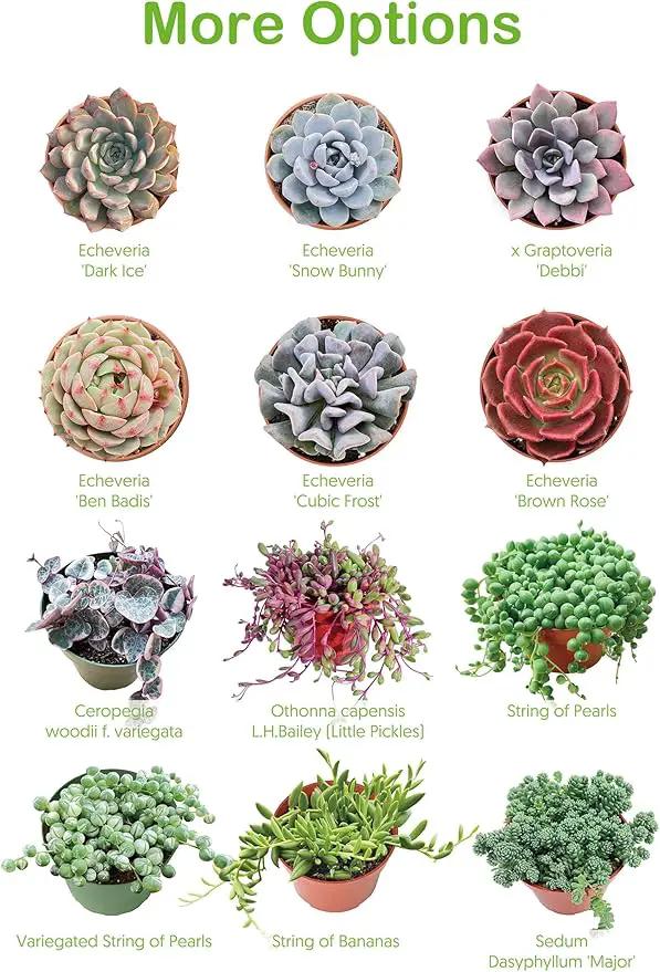 4-inch Succulent Echeveria 'Biante', Live Succulents Plants Fully Rooted in Pots with Soil, Easy-Care House Plants for DIY, Home Office Decoration by GreenHaven Gardens