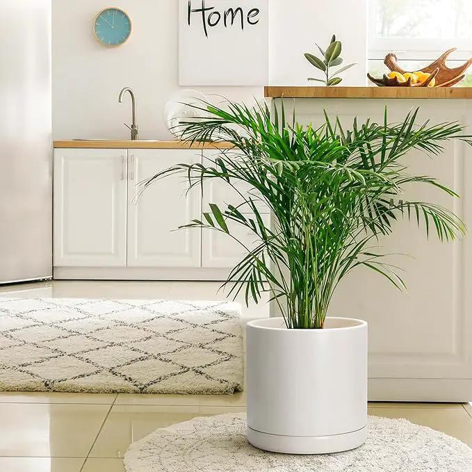 D'vine Dev 12 Inch Ceramic Planter Pot with Drainage Hole and Saucer, Indoor Cylinder Round Planter Pot, Oatmeal, 94-O-F-8 by GreenHaven Gardens