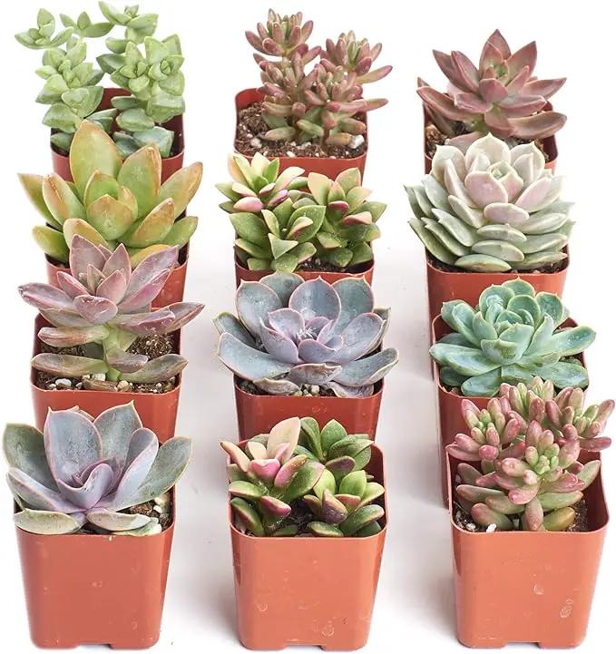 Shop Succulents Mini Succulent Plant Pack Collection - Live 2" Succulent Plants, Low Maintenance, Beautiful Colors & Textures - Wedding and Party Favors, Gift & Garden, Pack of 12 by GreenHaven Gardens
