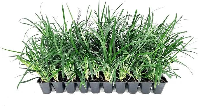 Liriope Super Blue | 20 Live Plants | Liriope muscari 'Super Blue' | Ornamental Ground Cover Plants | Shade-Tolerant Landscaping Perennial by GreenHaven Gardens
