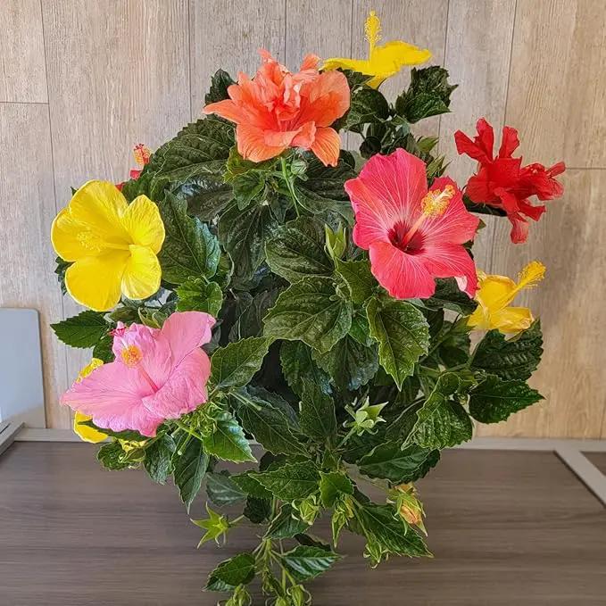 Tropical Plants of Florida Live Hibiscus Bush – Mystery Multi-Color Flowering Shrub in 3 Gallon Pot, 24 to 28” Tall – 2 to 3 Mixed Bloom Colors, Outdoor Tropical Garden Plant by GreenHaven Gardens