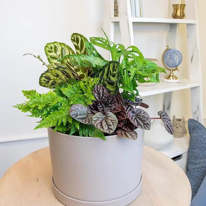 Essential Houseplant Collection (4PK) Live Plants Indoor Plants Live Houseplants in Plant Pots, Easy House Plants Indoors Live, Snake Plant, Pothos in Potting Soil, Clean Air Plants by Plants for Pets by GreenHaven Gardens