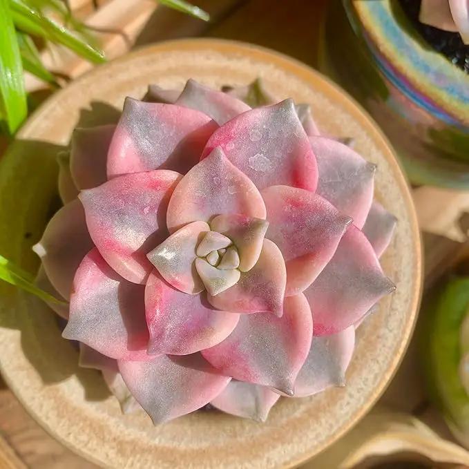 FWPP Live Succulents Plants Graptopetalum Purple Delight 2.5 inches,Rare Purple Succulents Bare Root Without Pot Soil, Live Plants Indoor Office Decoration Wedding and Gift by GreenHaven Gardens