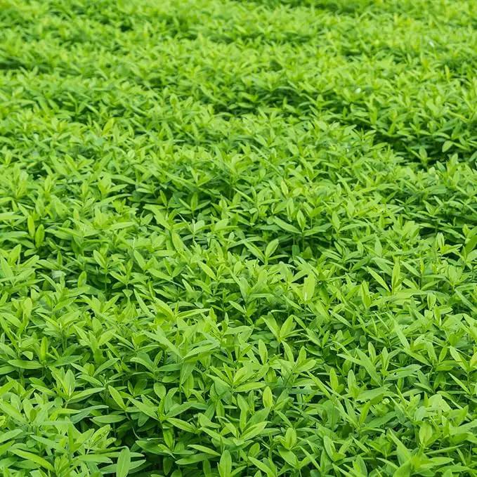 No-Till Farm and Garden Cover Crop Mix Seeds - 25 Lbs Bulk - Blend of Gardening Cover Crop Seeds: Hairy Vetch, Daikon Radish, Forage Collards, Triticale, More by GreenHaven Gardens