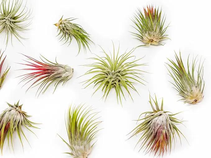 12 Pack Large Air Plants Tillandsia Ionantha Guatemala - Live Succulent House Plants - Available in Wholesale and Bulk - Home and Garden Decor - Easy Care Indoor/Outdoor Air Plant by GreenHaven Gardens