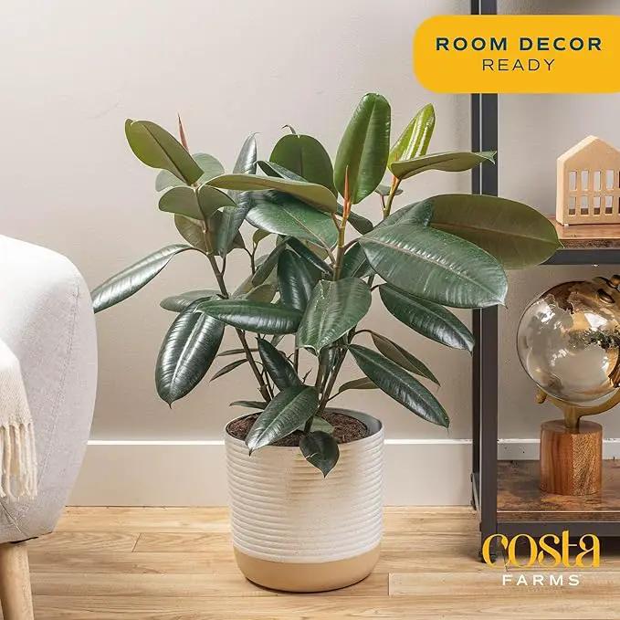 Costa Farms Burgundy Rubber Plant, Live Indoor Ficus Elastica Tree, Live Indoors Houseplant in Décor Planter Pot, Potting Soil Mix, Gift for Housewarming New House, Home or Office Decor, 2-3 Feet Tall by GreenHaven Gardens