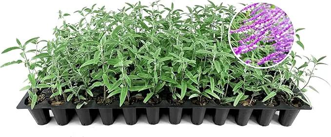 Salvia Mexican Sage Plants | 3 Live Seedlings | Salvia leucantha | Velvety Purple Flower Spikes | Drought Tolerant Landscape Perennial by GreenHaven Gardens