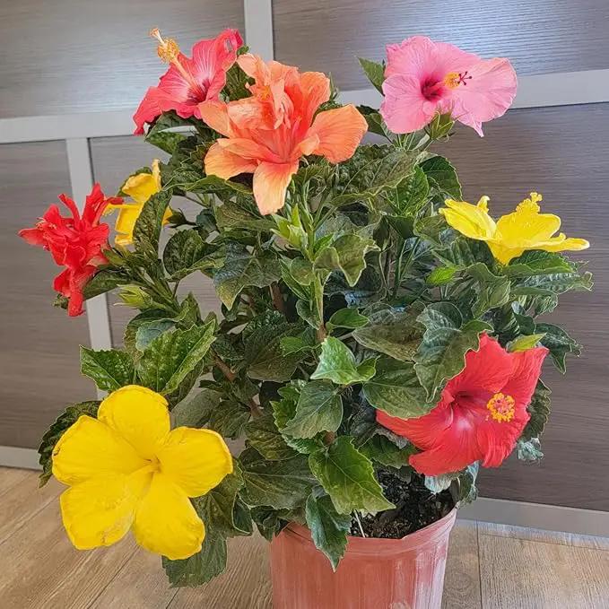 Tropical Plants of Florida Live Hibiscus Bush – Mystery Multi-Color Flowering Shrub in 3 Gallon Pot, 24 to 28” Tall – 2 to 3 Mixed Bloom Colors, Outdoor Tropical Garden Plant by GreenHaven Gardens