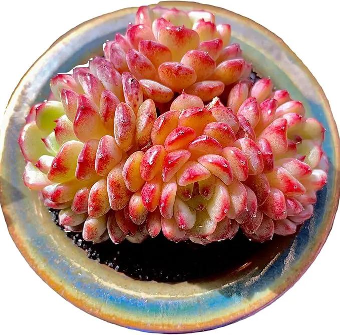 FWPP Suculentas Plant Live Echeveria Hani,Real Succulents Plants Live Red 3 inches Mini Succulents,Bare Root Without Pot Soil,Rare Succulent Plants Live Office Decoration Wedding and Gift by GreenHaven Gardens