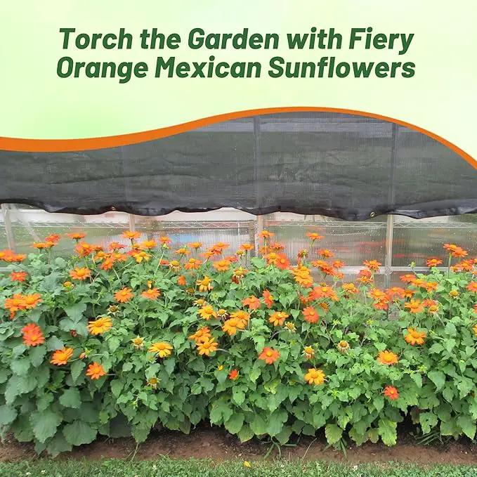 Outsidepride Goldfinger Mexican Sunflower Seeds - 1000 Pcs Annual, Easy-to-Grow, Orange Tithonia Speciosa Flower Seeds w/Drought-Tolerant Blooms for Pollinator Gardens & Vibrant Summer Landscaping by GreenHaven Gardens