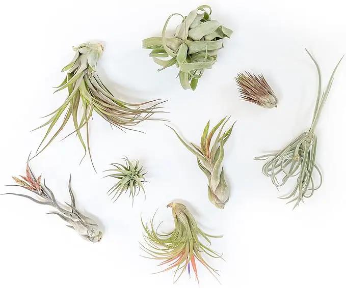 Air Plant Shop 10 Pack Tillandsia Air Plant Grab Bag of Premium Medium & Large Plants- Wholesale and Bulk - Succulents - Live Tillandsia - Easy Care Indoor and Outdoor House Plants by GreenHaven Gardens