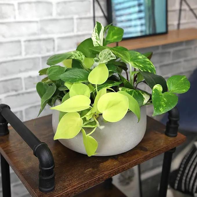 Plentiful Pothos & Philodendron (6-Pack), Pothos Live Plant Decor, Office Plants, Real Plants, Easy Indoor Plant, House Plants Indoors Live Plants Indoor Plants Live Houseplants by Plants for Pets by GreenHaven Gardens