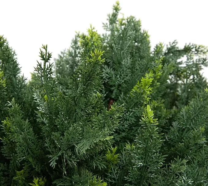 Premium 16" Diameter Artificial Cypress Topiary – Set of 2 Faux Plants with Ground Spikes – UV-Resistant, Realistic Outdoor & Indoor Greenery – Weatherproof Garden Landscaping Décor by GreenHaven Gardens