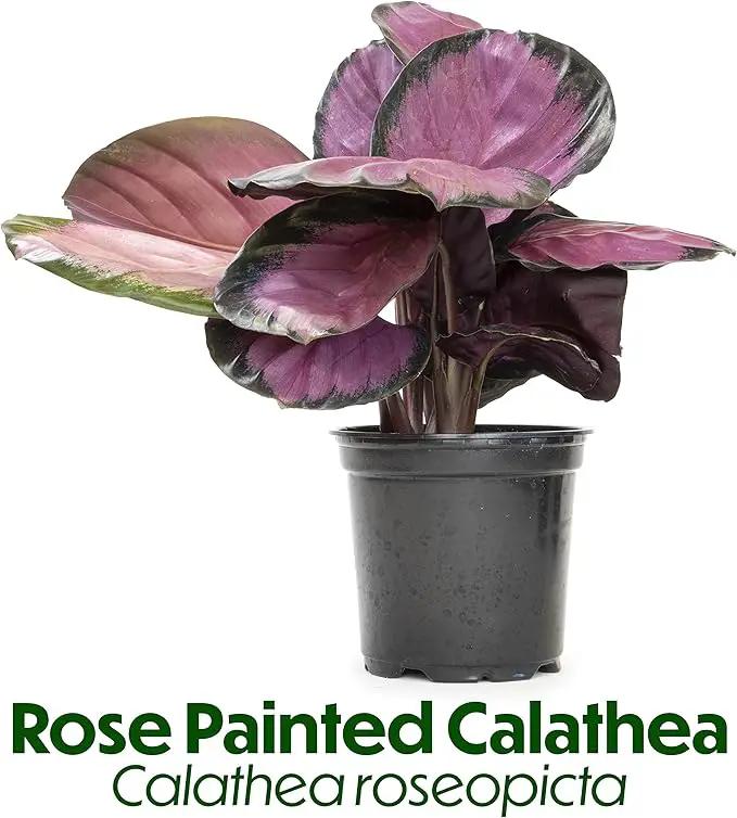 Calathea Prayer Plants Live House Plants Kit (4 PK), Calathea Plant Live Indoor Plants Live Houseplants, Live House Plants Indoors Live Plants Indoor, Live Indoor House Plants Live by Plants for Pets by GreenHaven Gardens