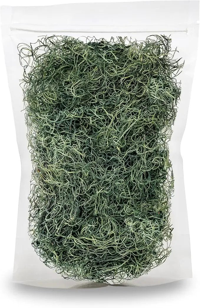 Premium Spanish Moss in Basil| Natural Preserved - Great Ground Cover - Filler for Potted Plants - by GARDENERA - 1 Quart Bag by GreenHaven Gardens