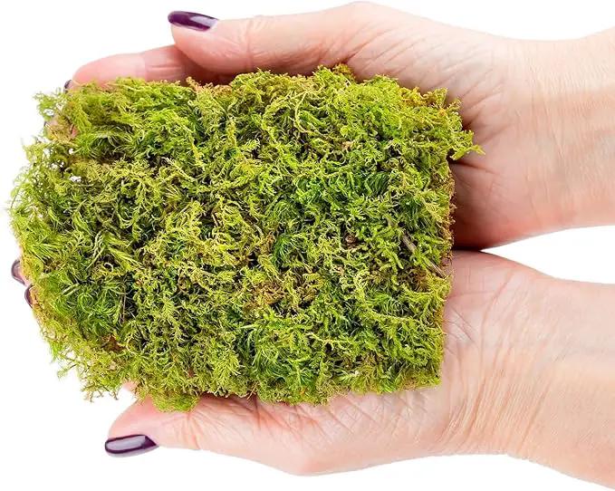 Preserved Sheet Moss in Natural Green | Decorative Real Natural Green DIY Kit Terrariums Gardenning Art Wall Decor Florist Decor Easter Table Decor Wedding - 3 Quart by GreenHaven Gardens