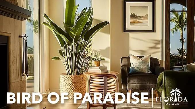 Orange Bird of Paradise | Strelitzia Reginae | 20 Live Plants | Tropical Perennial Blooming Specimen by GreenHaven Gardens