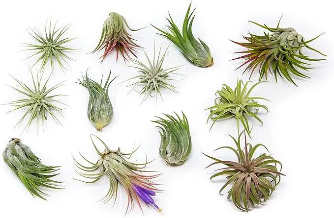 12 Pack Assorted Ionantha Air Plants - Wholesale and Bulk - Succulents - Live Tillandsia - Easy Care Indoor and Outdoor House Plants by GreenHaven Gardens